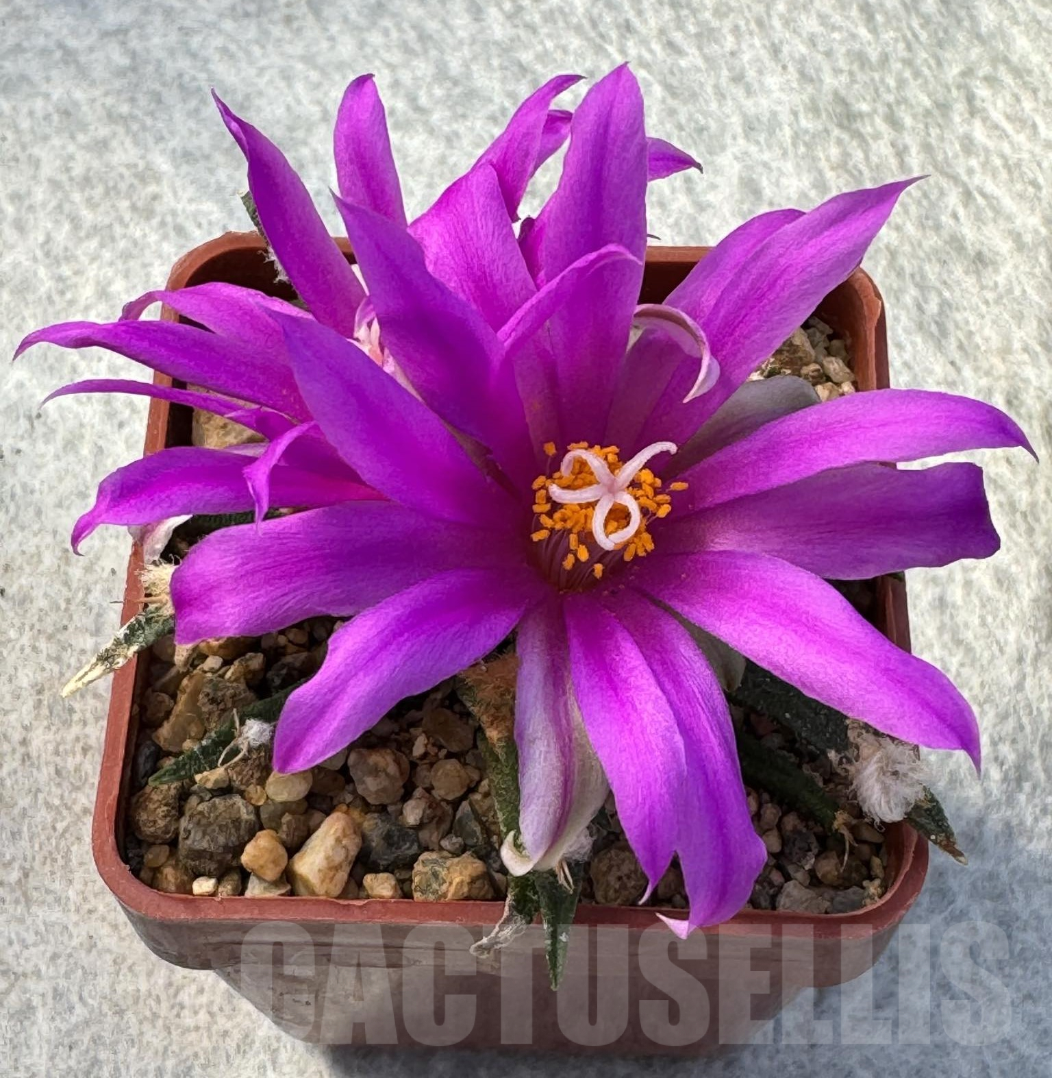 SH793 Ariocarpus agavoides -Mexico- old 10 yaers own roots