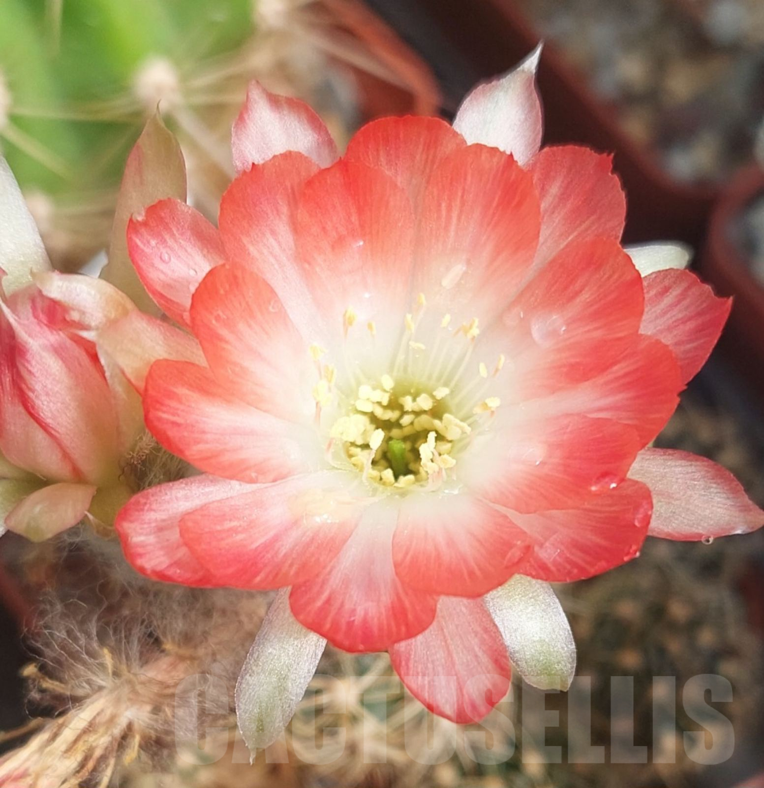 LOT724 10 SEEDS Echinopsis Drachenei 3 2024