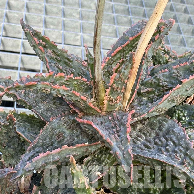LOT638  20SEEDS Aloe EN52 harvest 2024