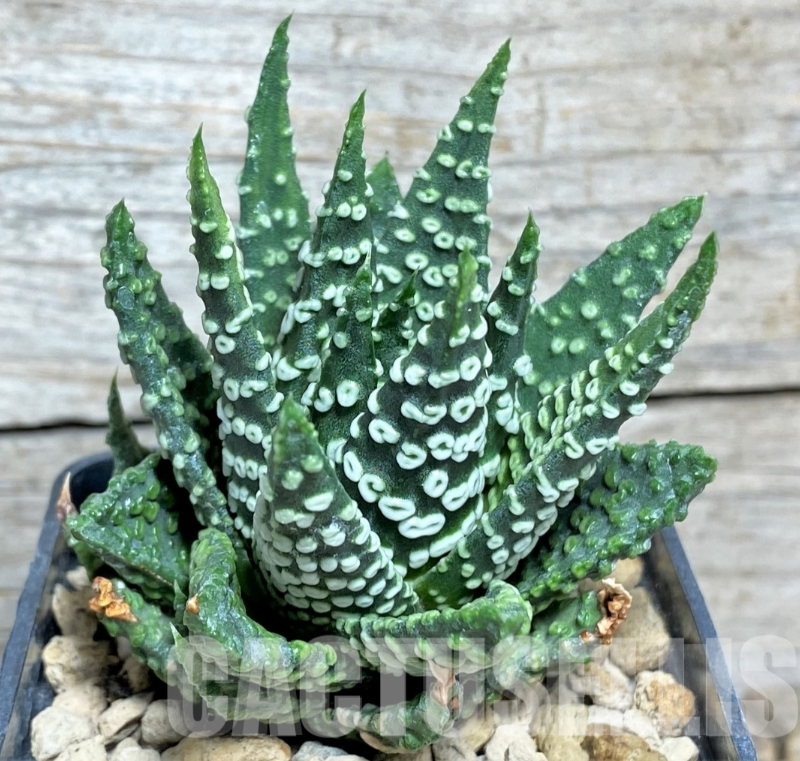 LOT62 10 SEEDS Haworthia pumila ‘Donut’ 2024