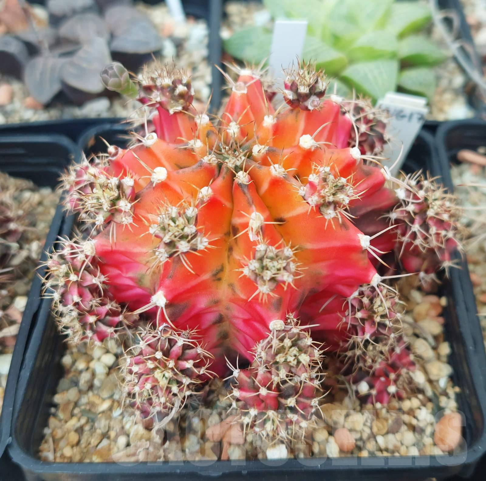 VVG30694 Gymnocalycium mihanovichii f.variegata VVG17 3 plants