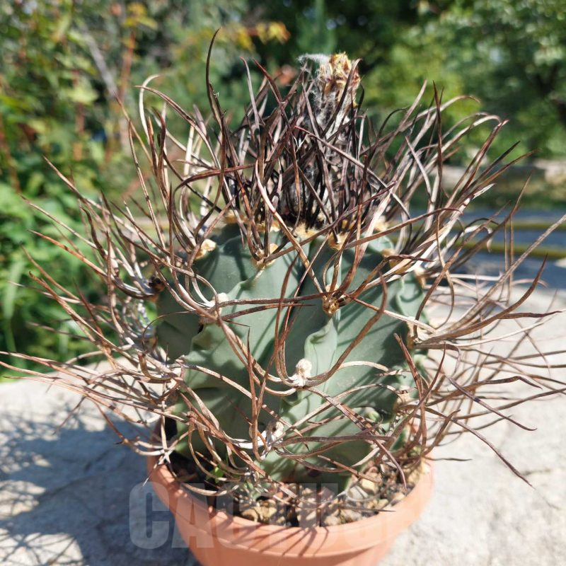 LOT728 10 SEEDS Astrophytum niveum v.nudum 2024