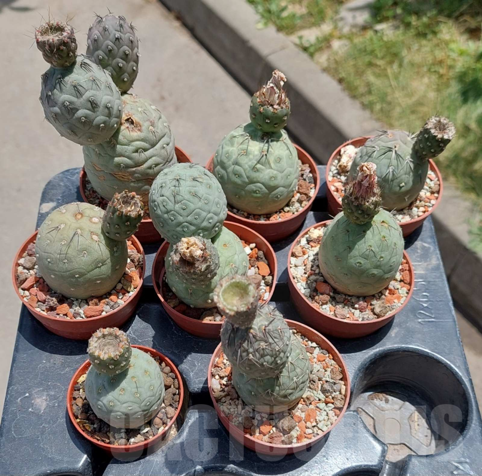 LOT503 5 SEEDS Tephrocactus geometricus 2024 – Bild 2