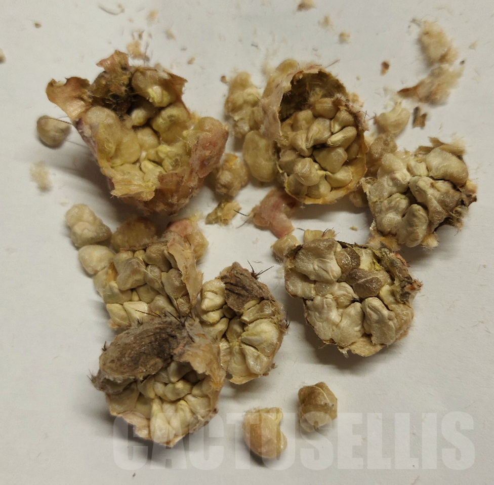 LOT503 5 SEEDS Tephrocactus geometricus 2024 – Bild 3