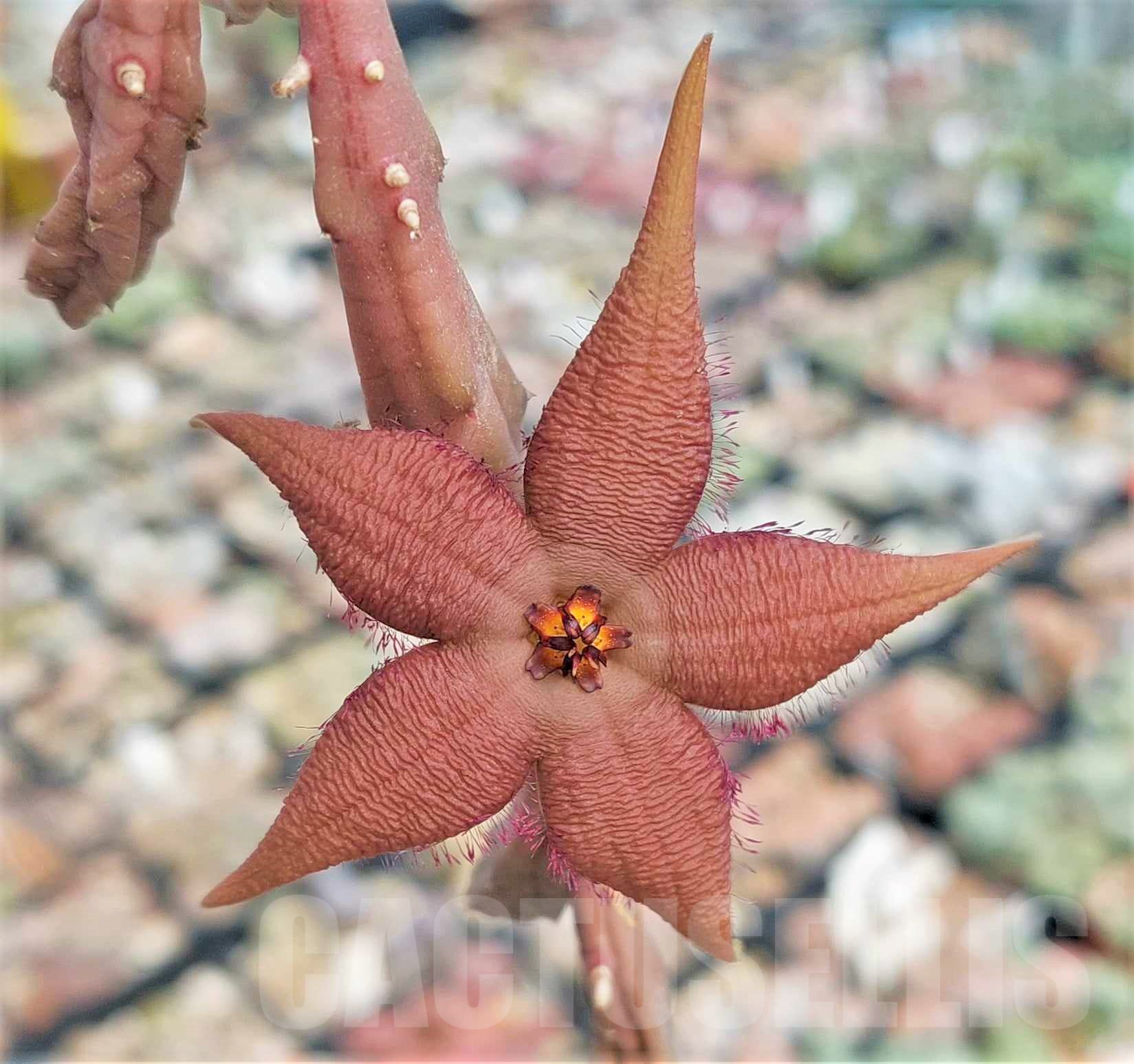 SH5310 Stapelia schinzii