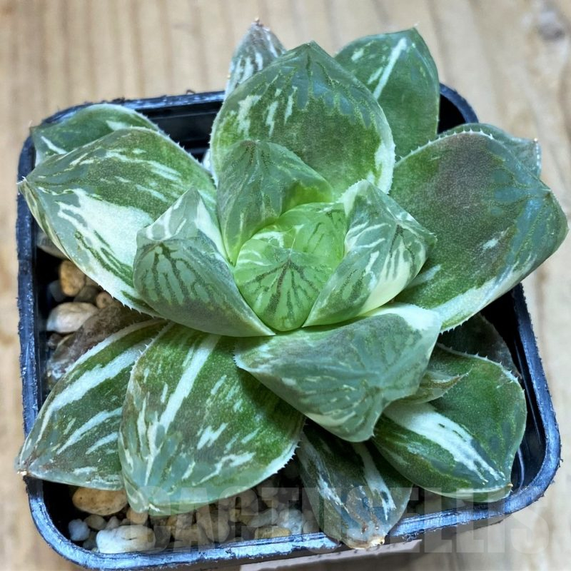 SH12012 Haworthia obtusa 'Marin' f. variegata