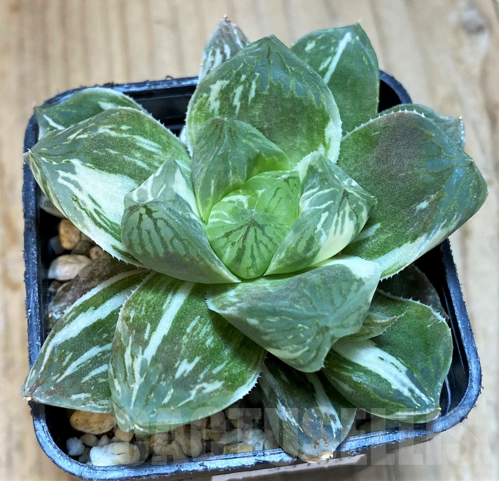 SH12012 Haworthia obtusa 'Marin' f. variegata