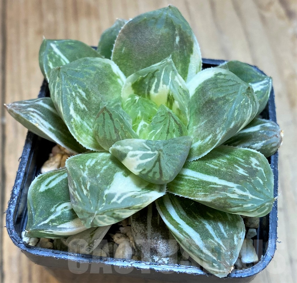 SH12012 Haworthia obtusa 'Marin' f. variegata - Image 2