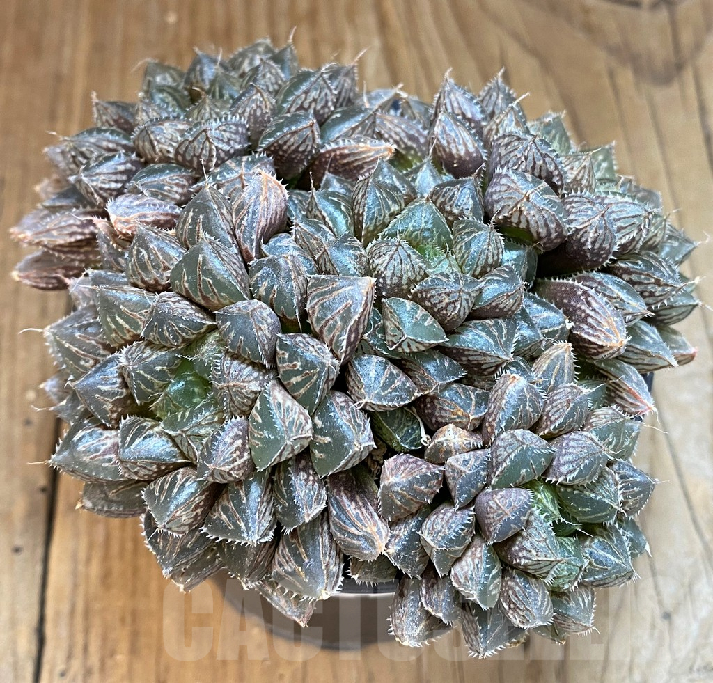 SH11982 Haworthia 'Mirror Ball' - Image 3