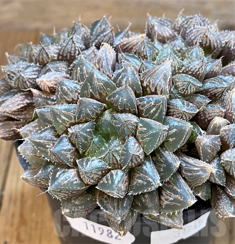 SH11982 Haworthia 'Mirror Ball'