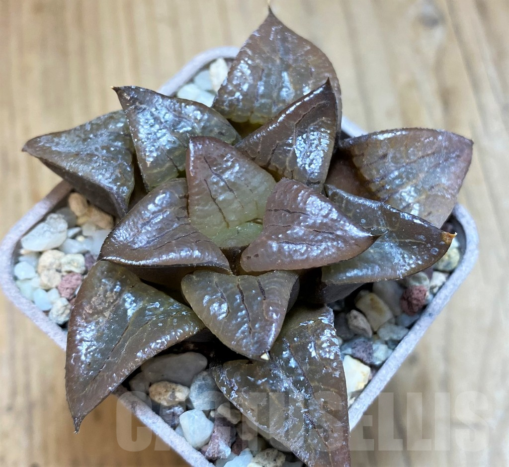 SH12003 Haworthia comptoniana hybrid - Image 2
