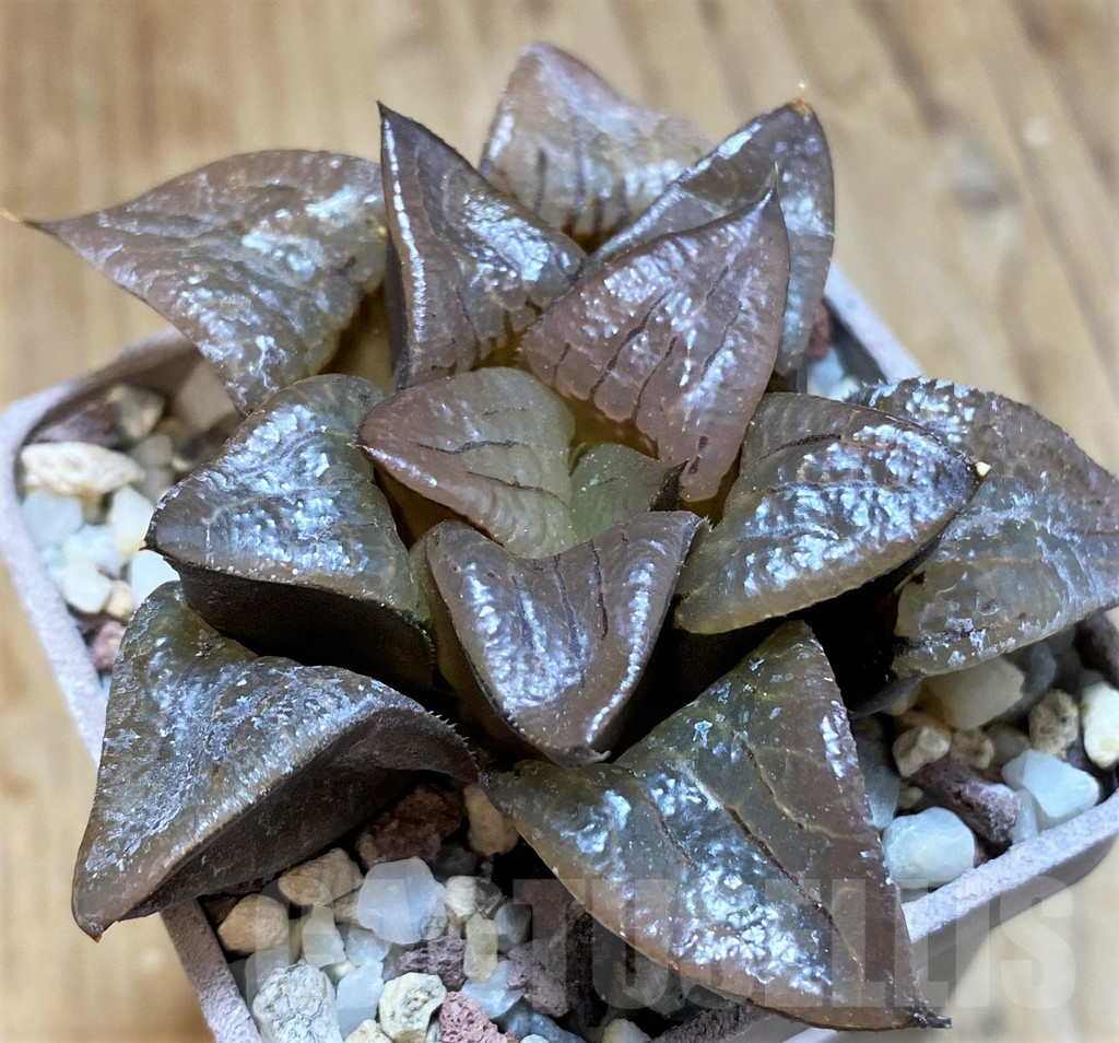 SH12003 Haworthia comptoniana hybrid