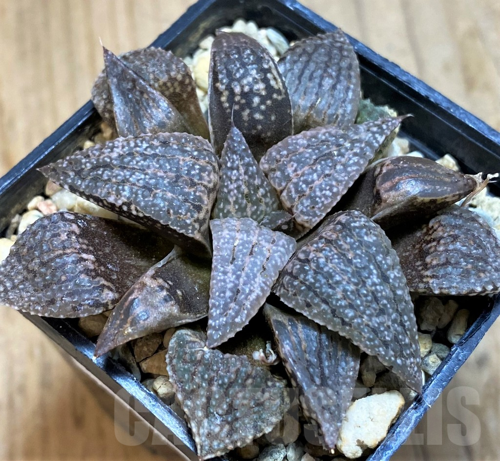 SH12005 Haworthia picta hybrid - Image 2
