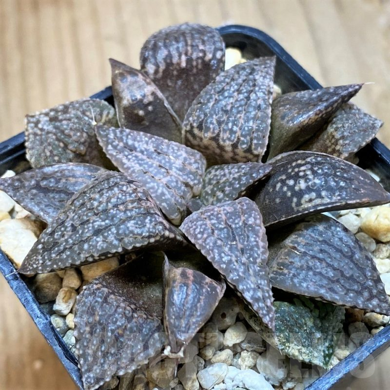 SH12005 Haworthia picta hybrid