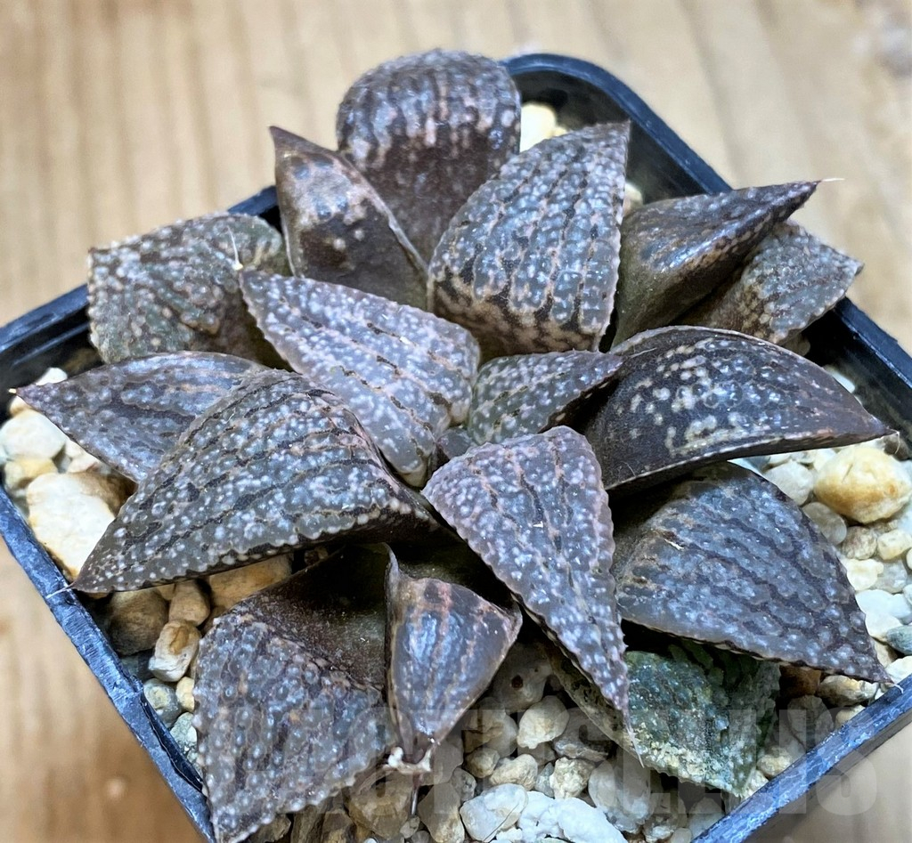 SH12005 Haworthia picta hybrid