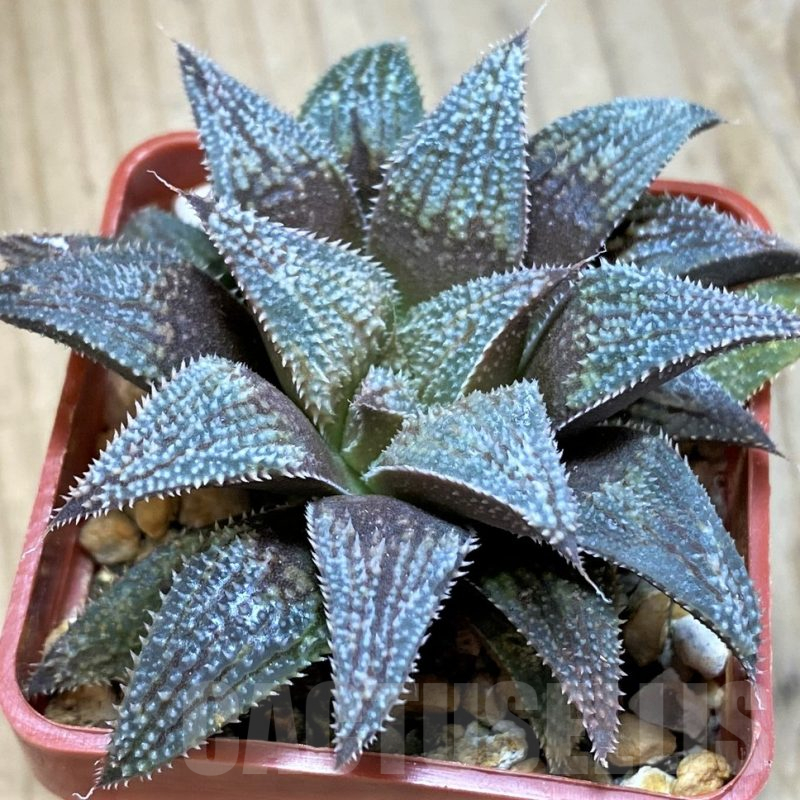 SH12007 Haworthia 'Bev's wonder' hybrid F2