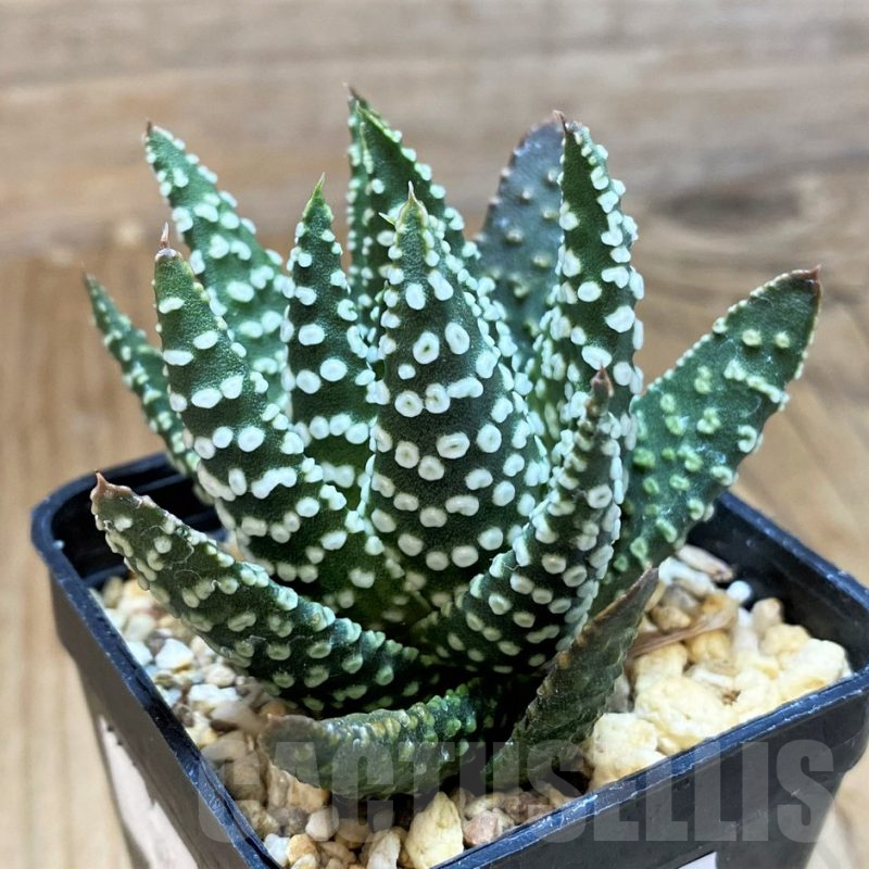 SH12008 Haworthia pumila 'Donut'