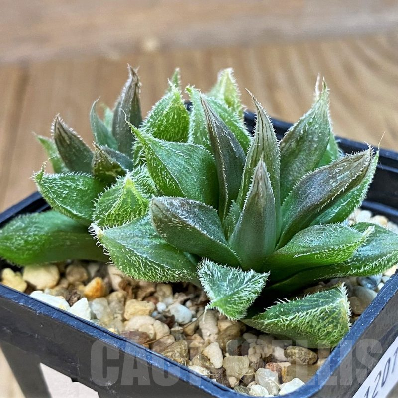 SH12010 Haworthia cooperi v. venusta
