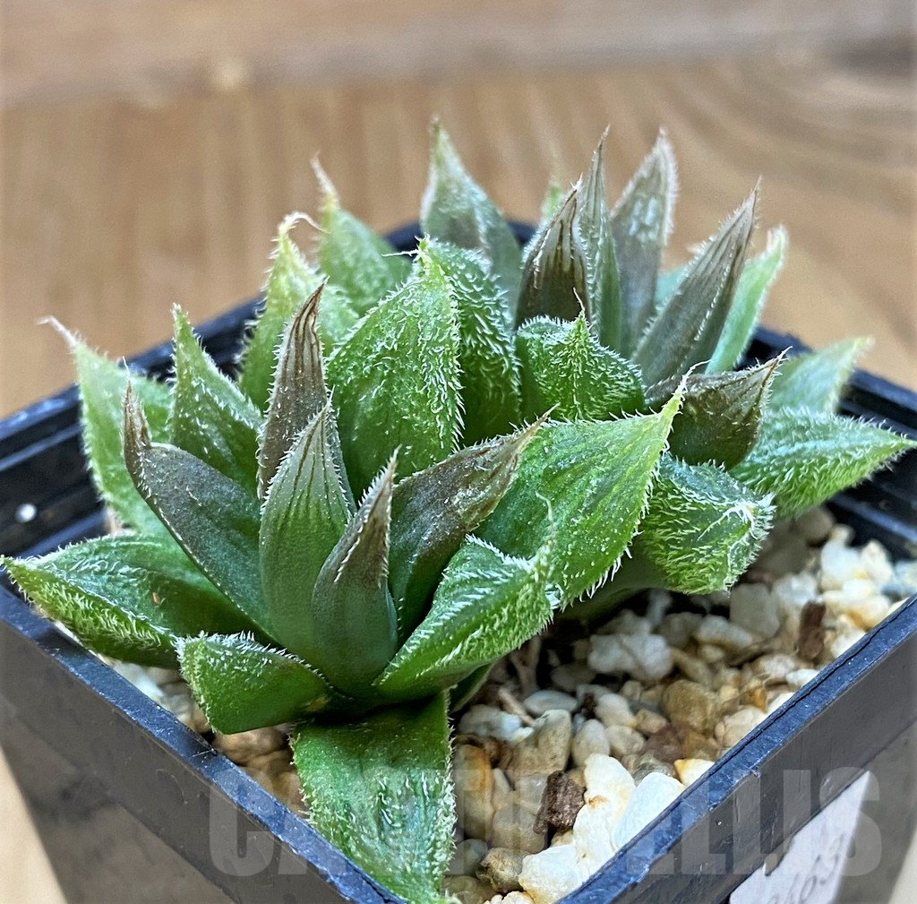 SH12010 Haworthia cooperi v. venusta - Image 2