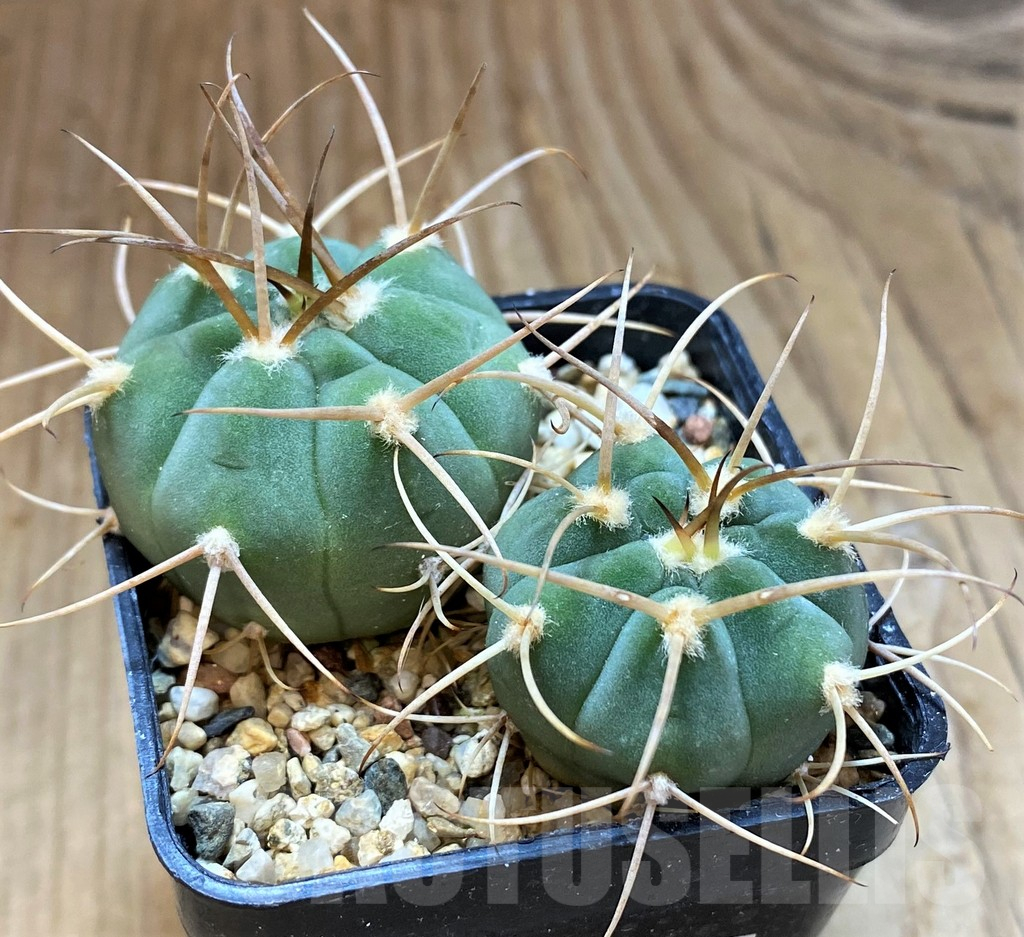 SH13420 Gymnocalycium bayrianum VG639, 2 plants - Image 2