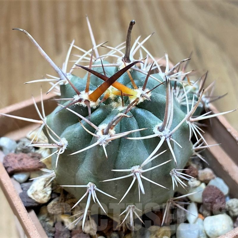 SH13427 Lobivia hybrid