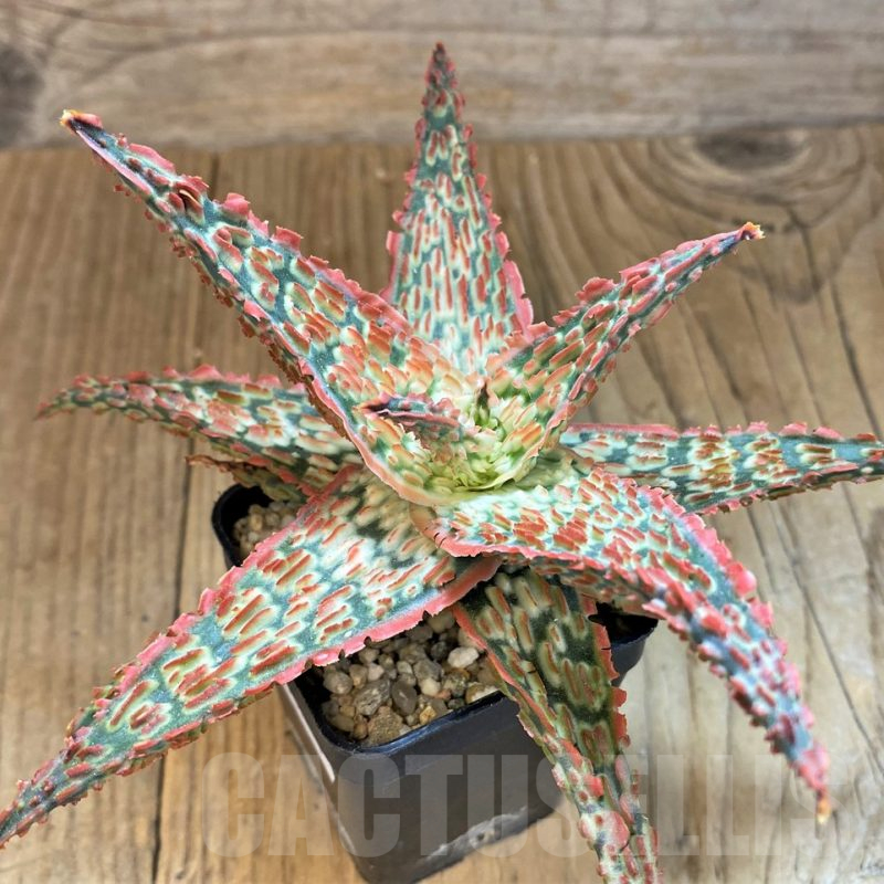 SH14224 Aloe TCT hybrid