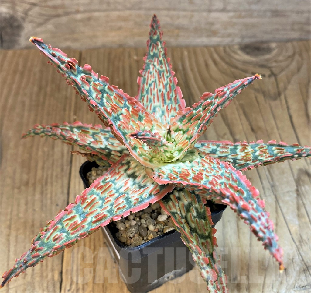 SH14224 Aloe TCT hybrid