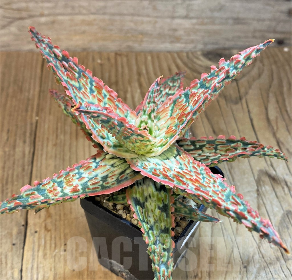 SH14224 Aloe TCT hybrid - Image 2