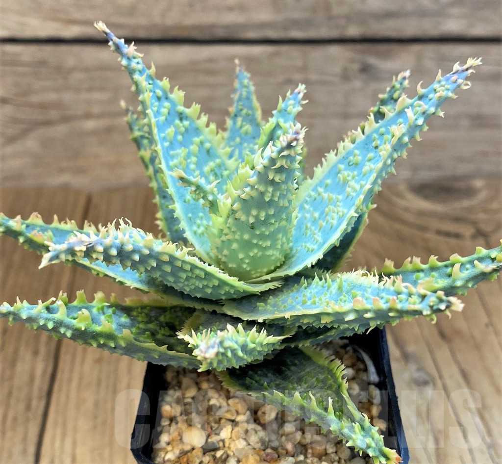 SH14250 Aloe TCT hybrid - immagine 2