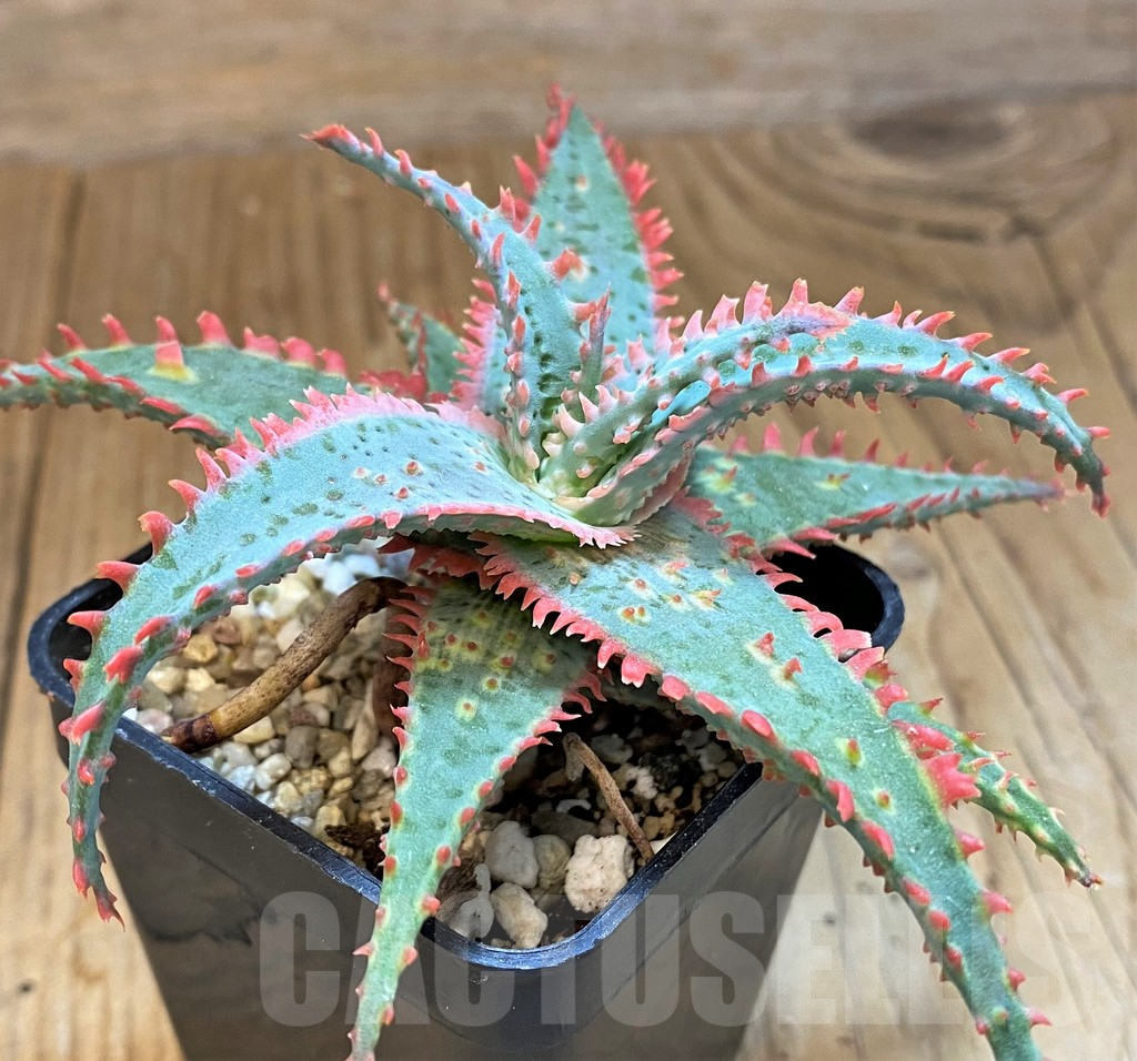 SH14254 Aloe hybrid