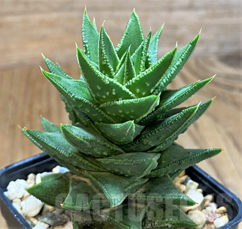 SH14267 Astroloba foliolosa x Haworthia pumila, seedling - Image 3