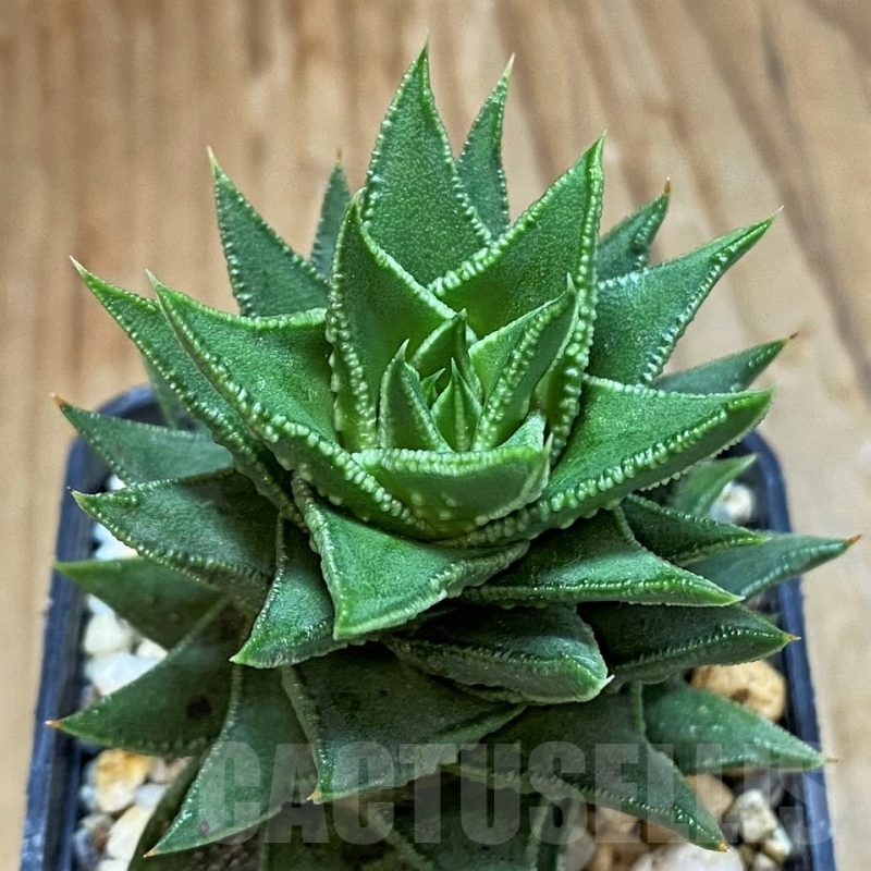 SH14267 Astroloba foliolosa x Haworthia pumila, seedling
