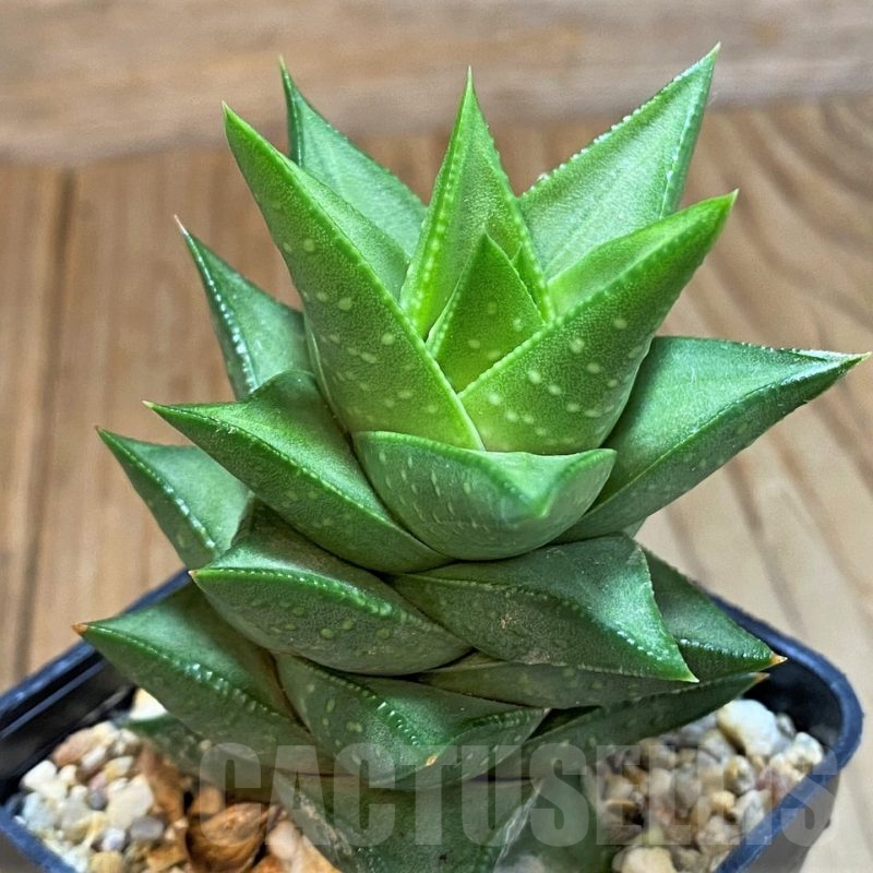 SH14269 Astroloba congesta x Haworthia pumila, seedling