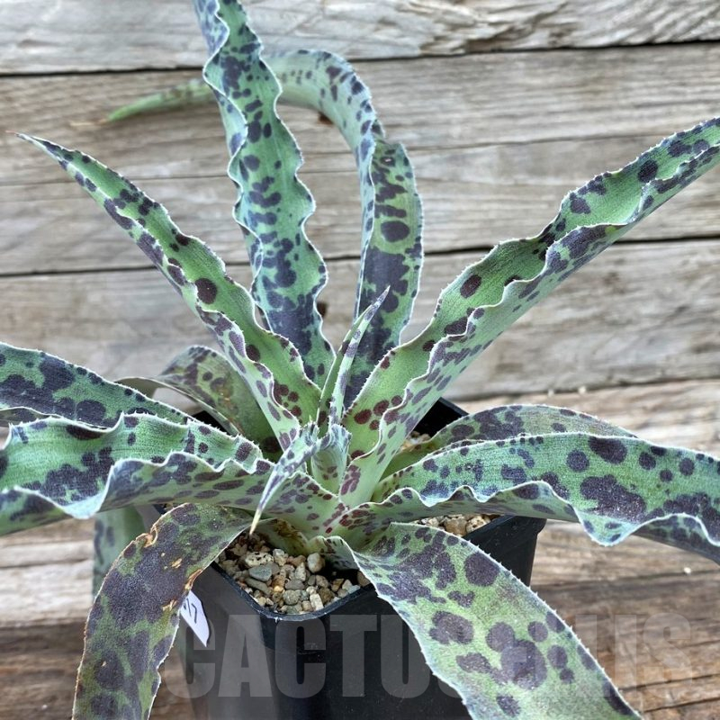 SH14017 Mangave 'Chocolate Chip'