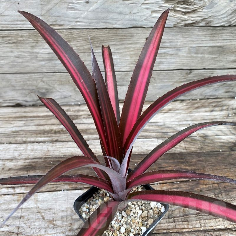 SH14018 Biltanthus 'Red Burst'