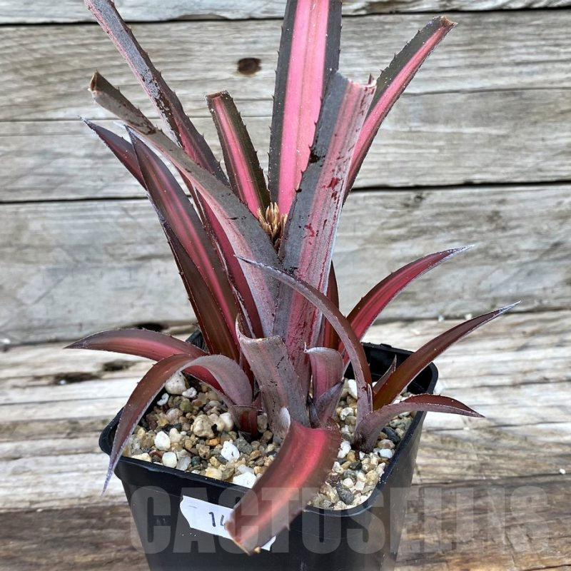 SH14019 Biltanthus 'Red Burst'