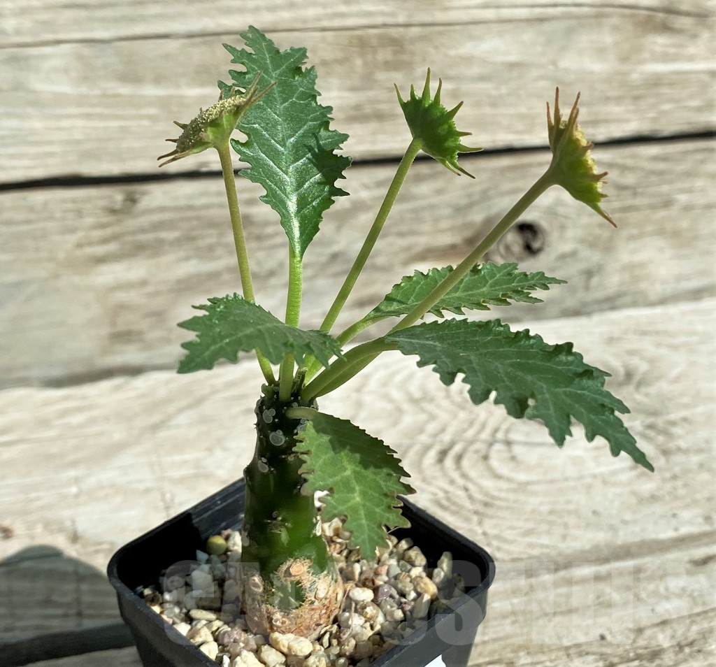SH17375 Dorstenia horwoodii - immagine 2
