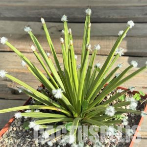 SHPR32241 Agave albopilosa