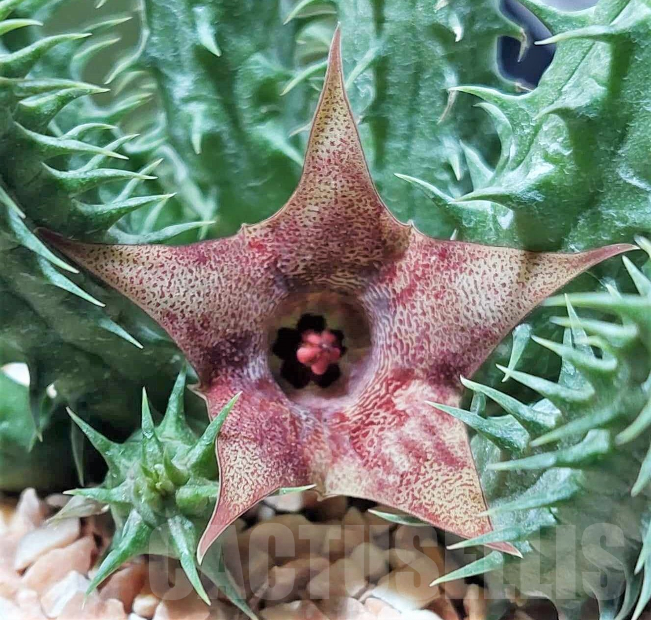 SHPR32860 Huernia WN hybrid GARB5
