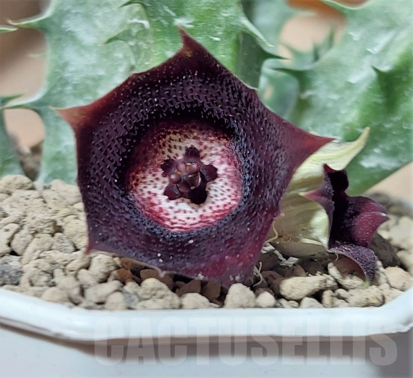 SHPR32861 Huernia 'Eyeball'
