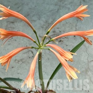 SHPR31813 Cyrtanthus mackenii