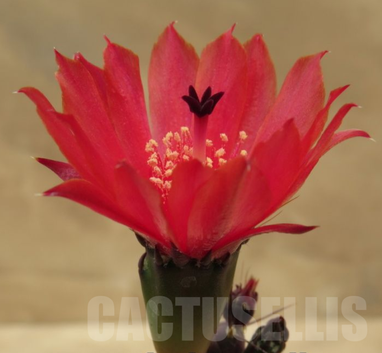 SHPR31918 Maihueniopsis nigrispina