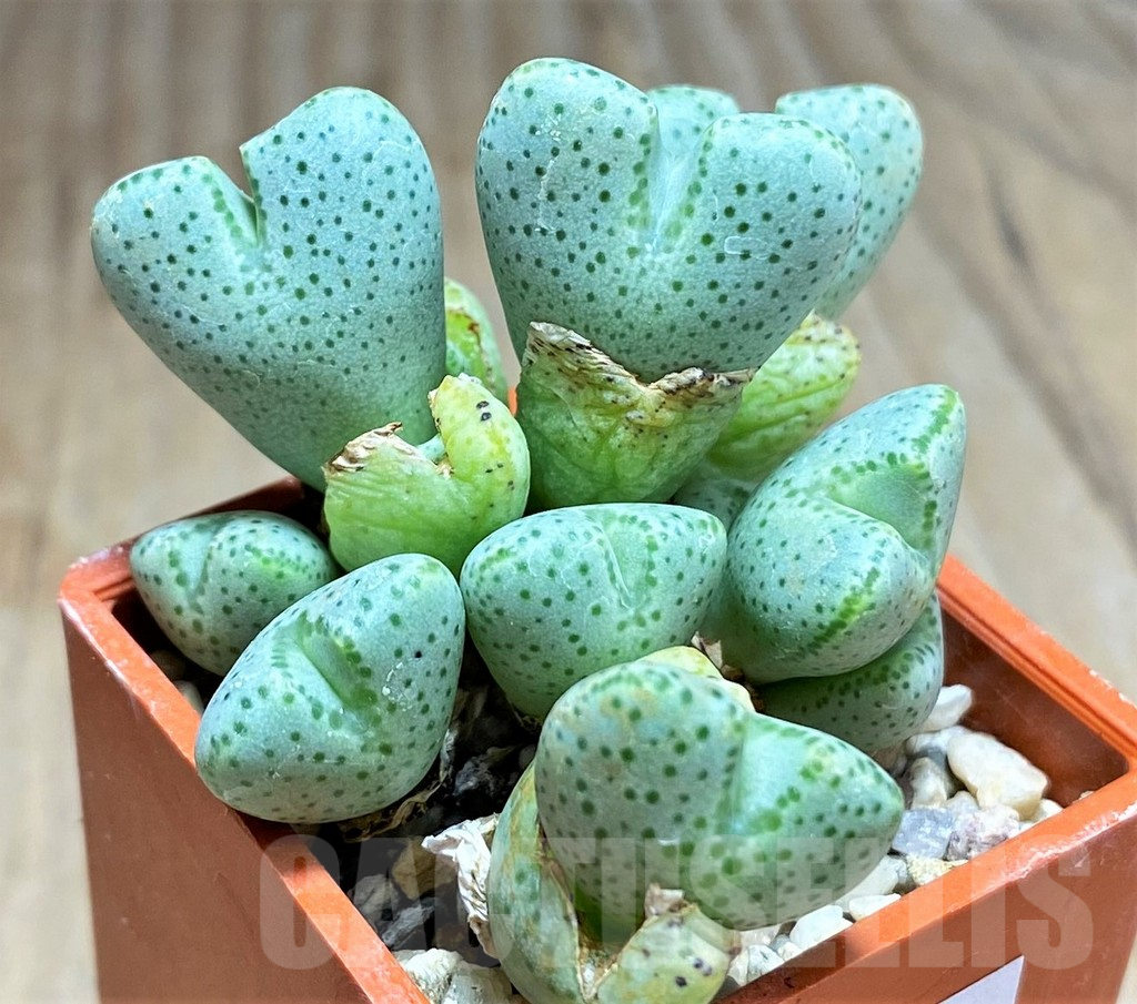 SHPR32111 Conophytum taylorianum