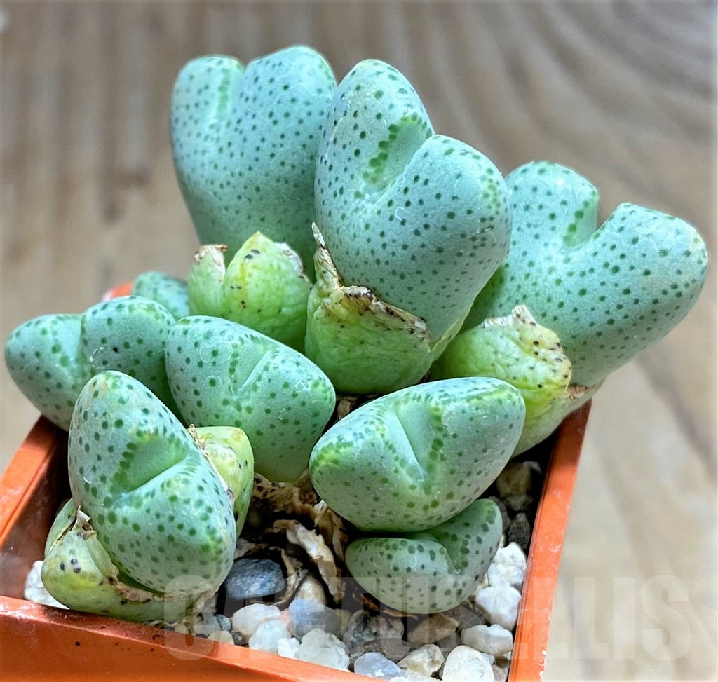 SHPR32111 Conophytum taylorianum - Imagen 2