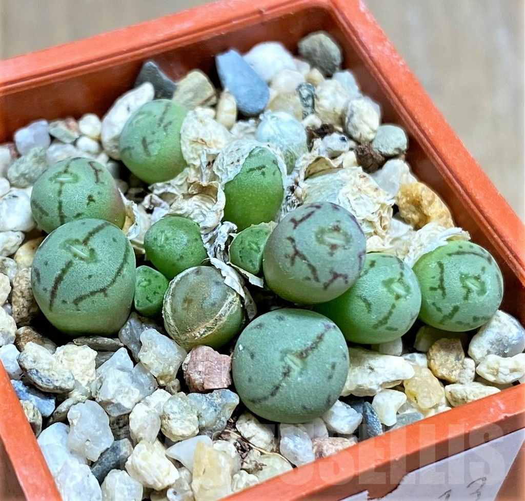 SHPR32113 Conophytum obcordellum 'Lambertense'