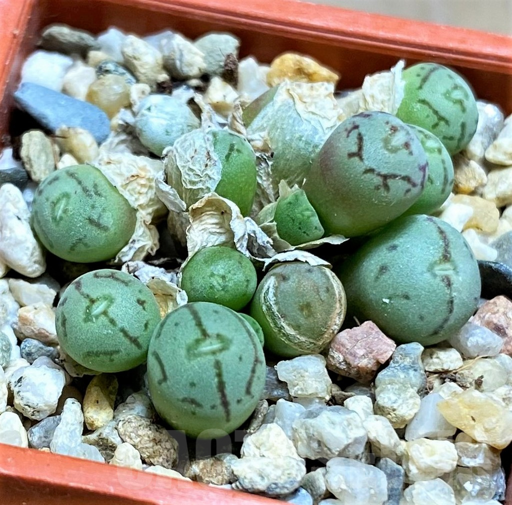 SHPR32113 Conophytum obcordellum 'Lambertense' - Image 2