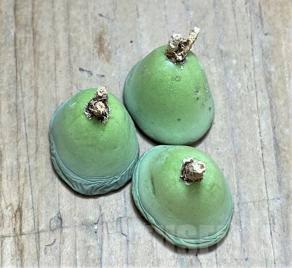 SHPR32206 Lithops salicola ‘Sato’s Violet’ - Image 2