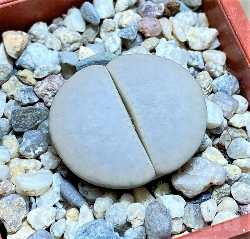 SHPR32163 Lithops pseudotruncatella v. groendrayensis C244