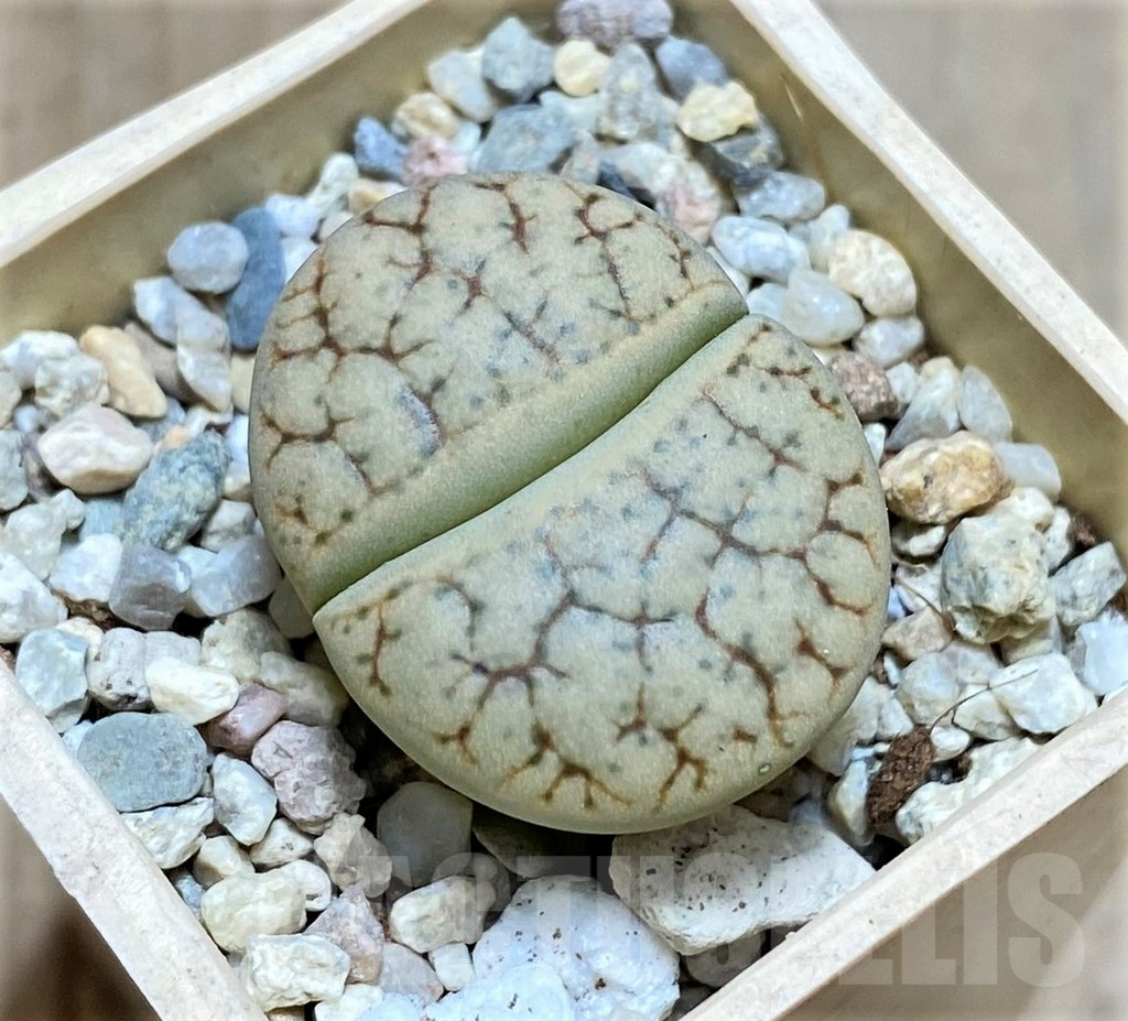 SHPR32166 Lithops gracilidelineata v. brandbergensis
