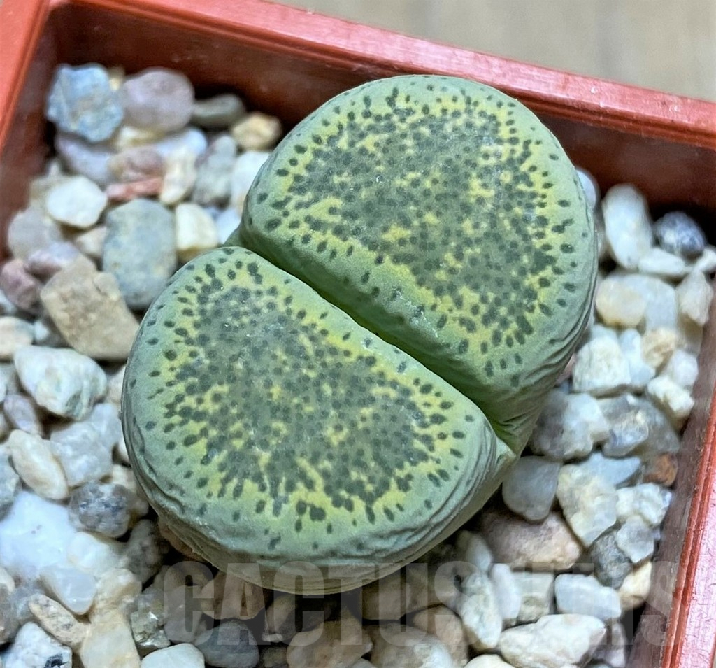 SHPR32167 Lithops terricolor 'Speckled Gold' C345A